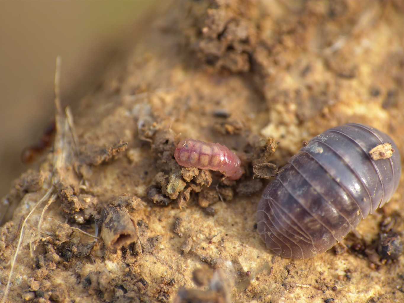 Larva strana